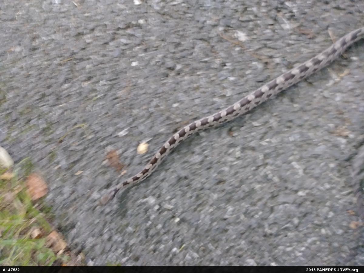 Eastern Ratsnake