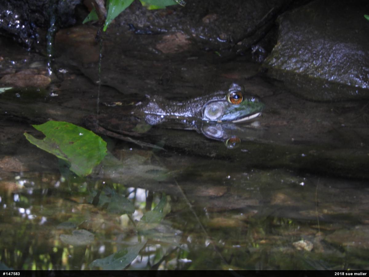 American Bullfrog