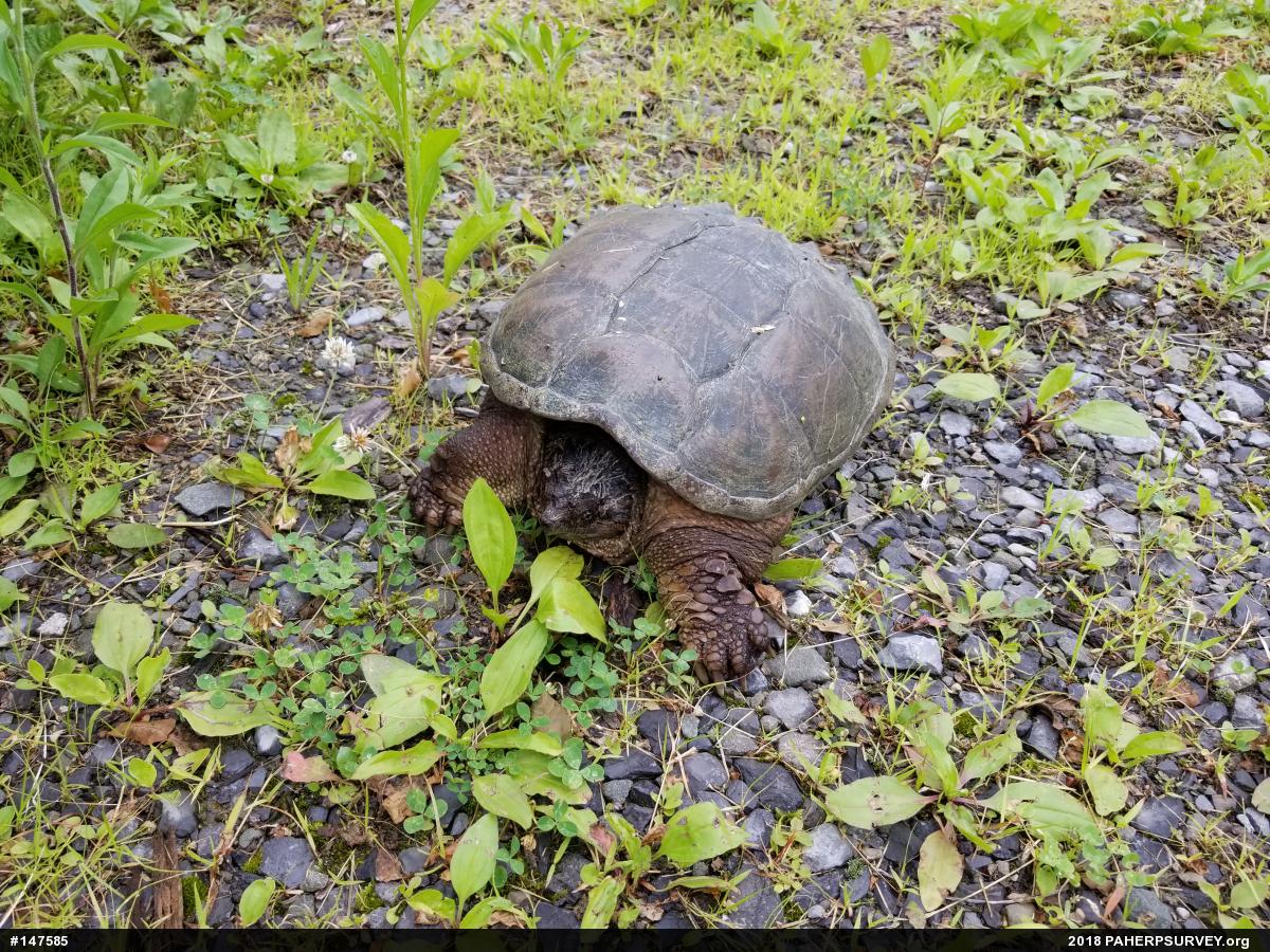 Snapping Turtle