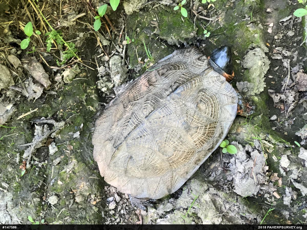 Wood Turtle