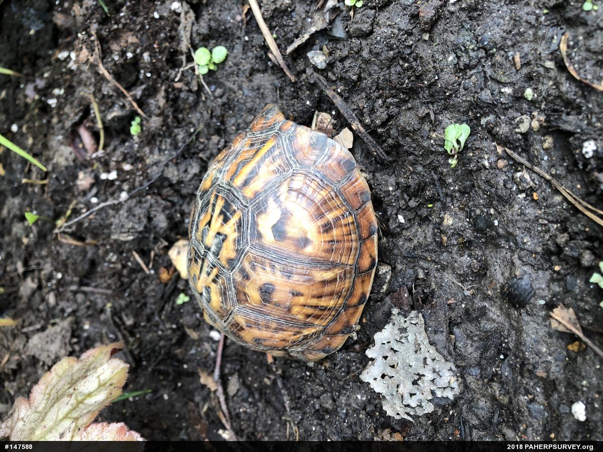 Eastern Box Turtle