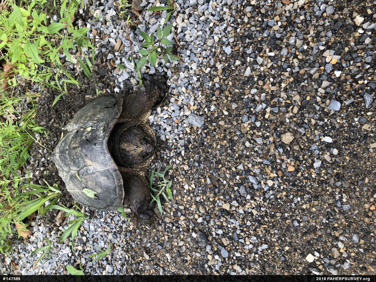 Snapping Turtle