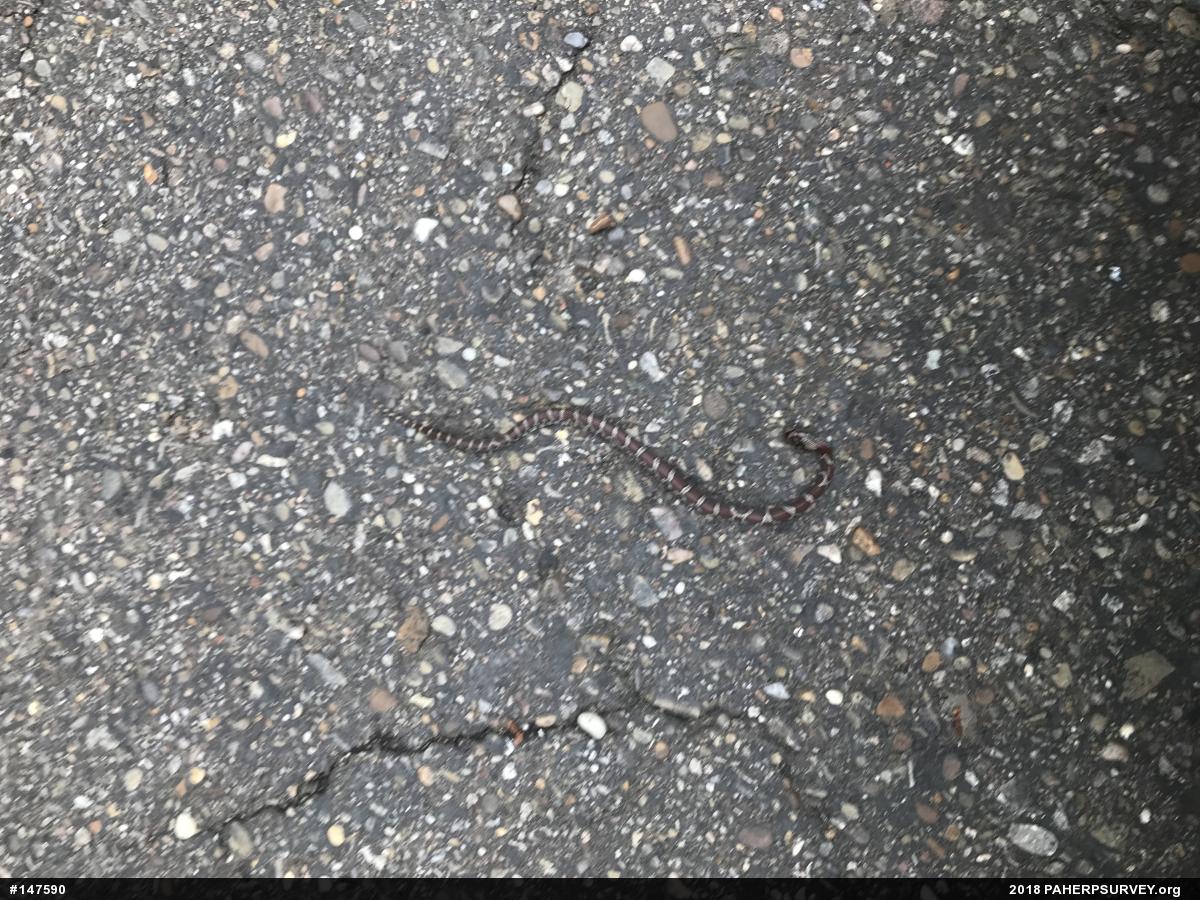Eastern Milksnake