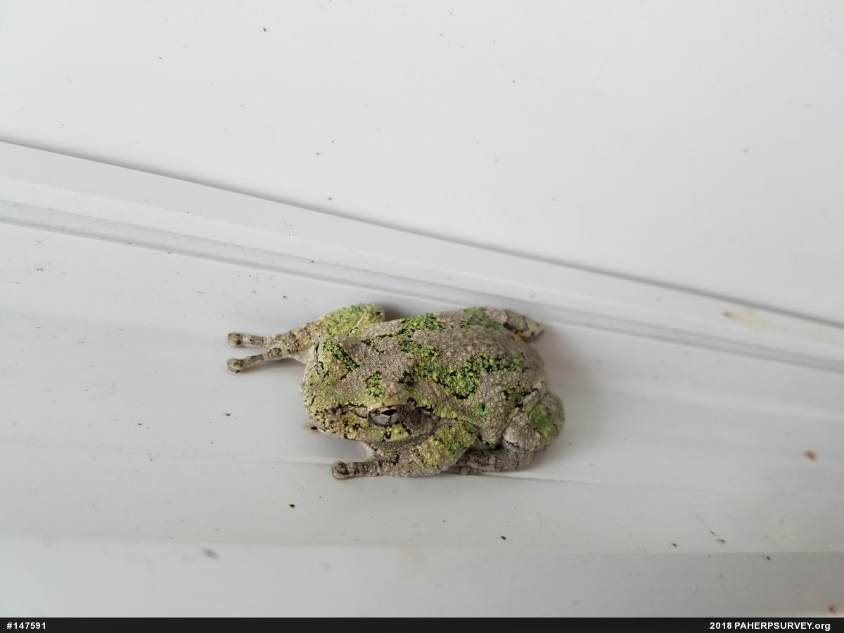 Unknown Gray Treefrog