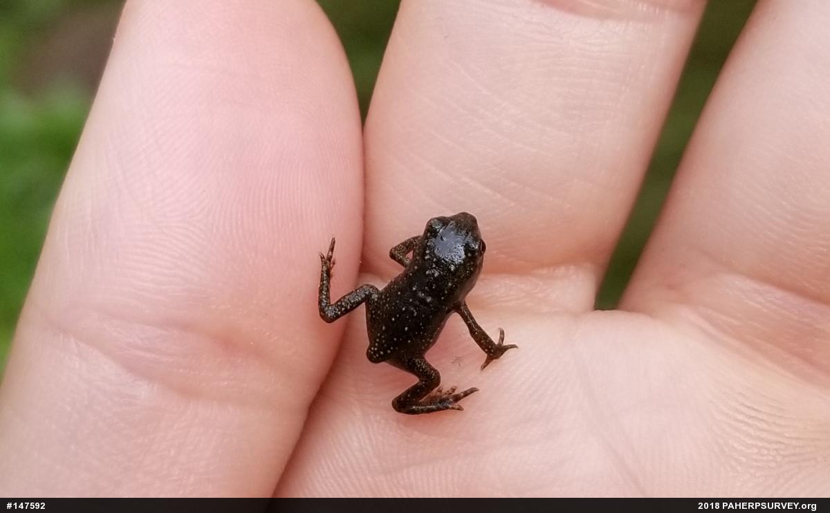 True Toads