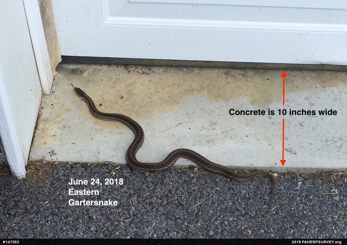 Eastern Gartersnake