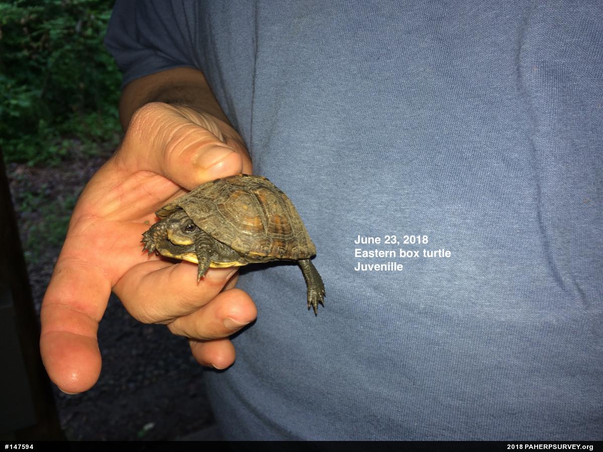 Eastern Box Turtle