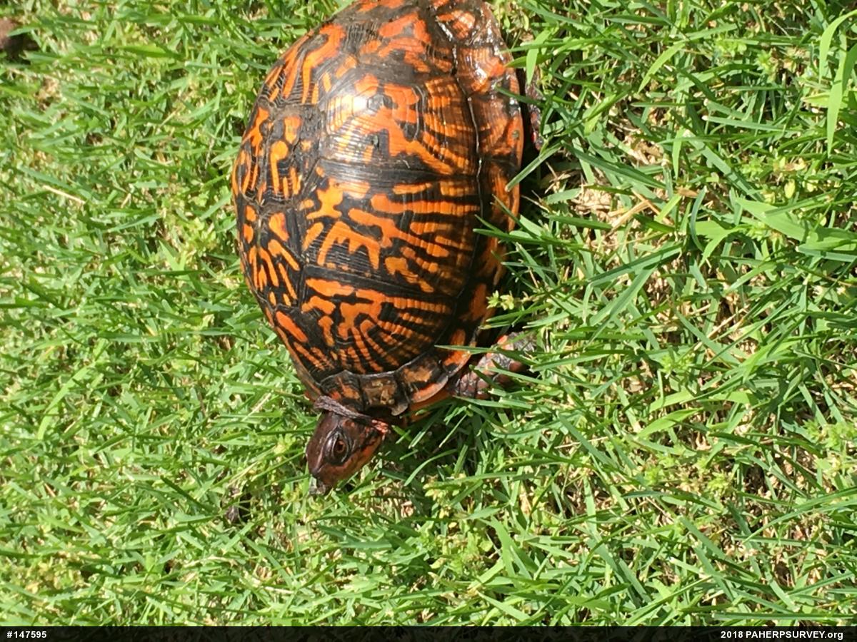 Eastern Box Turtle