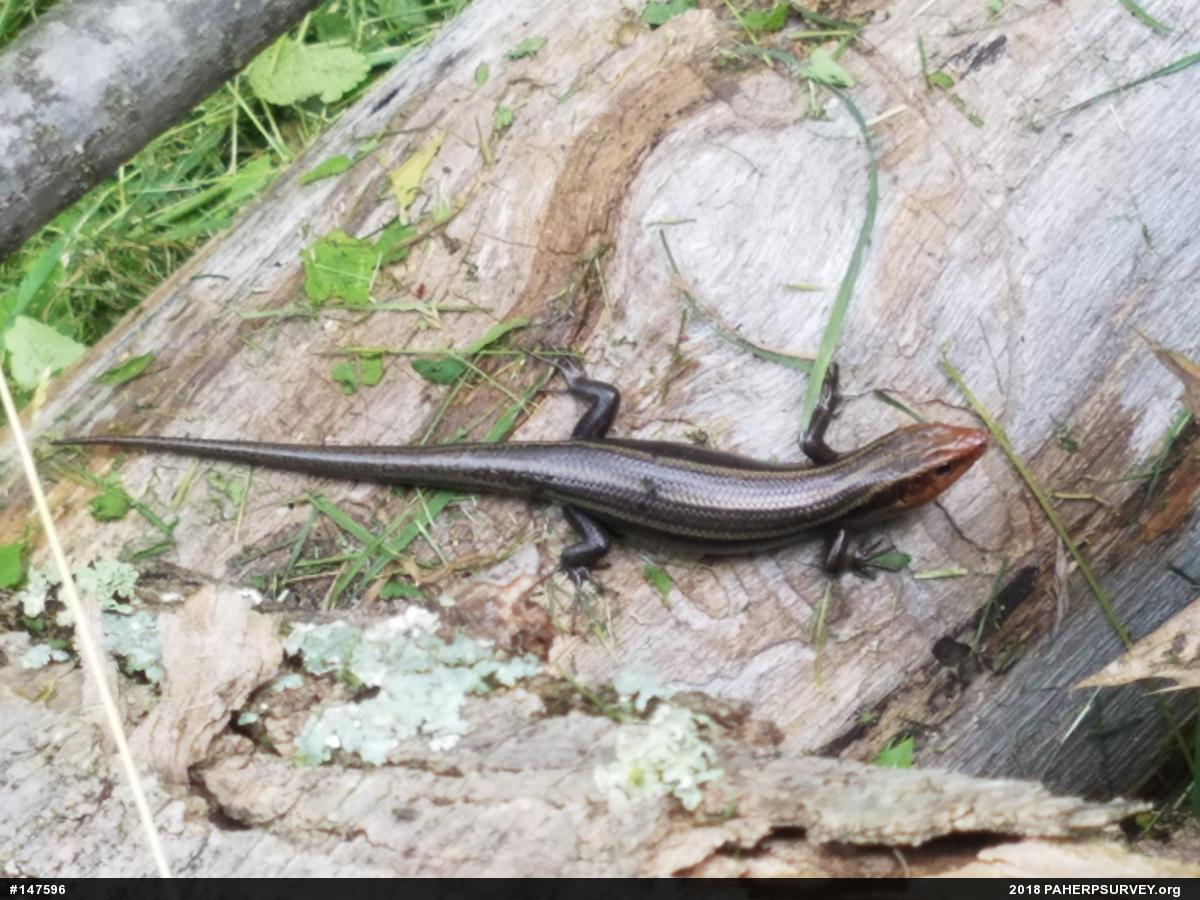 Common Five-lined Skink