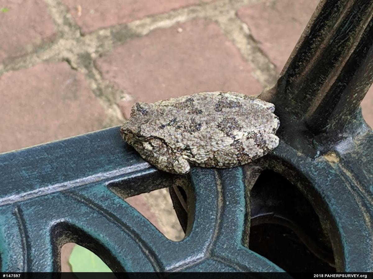 Unknown Gray Treefrog
