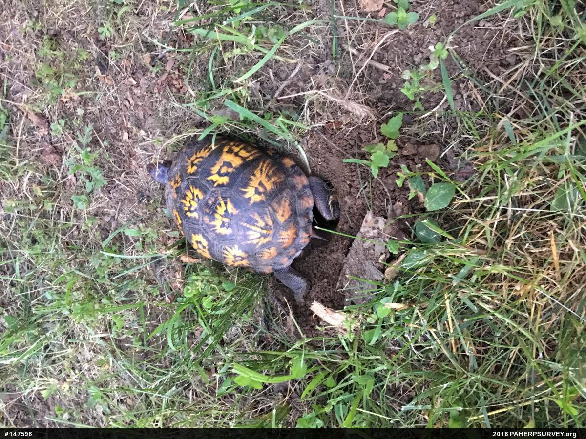 Eastern Box Turtle