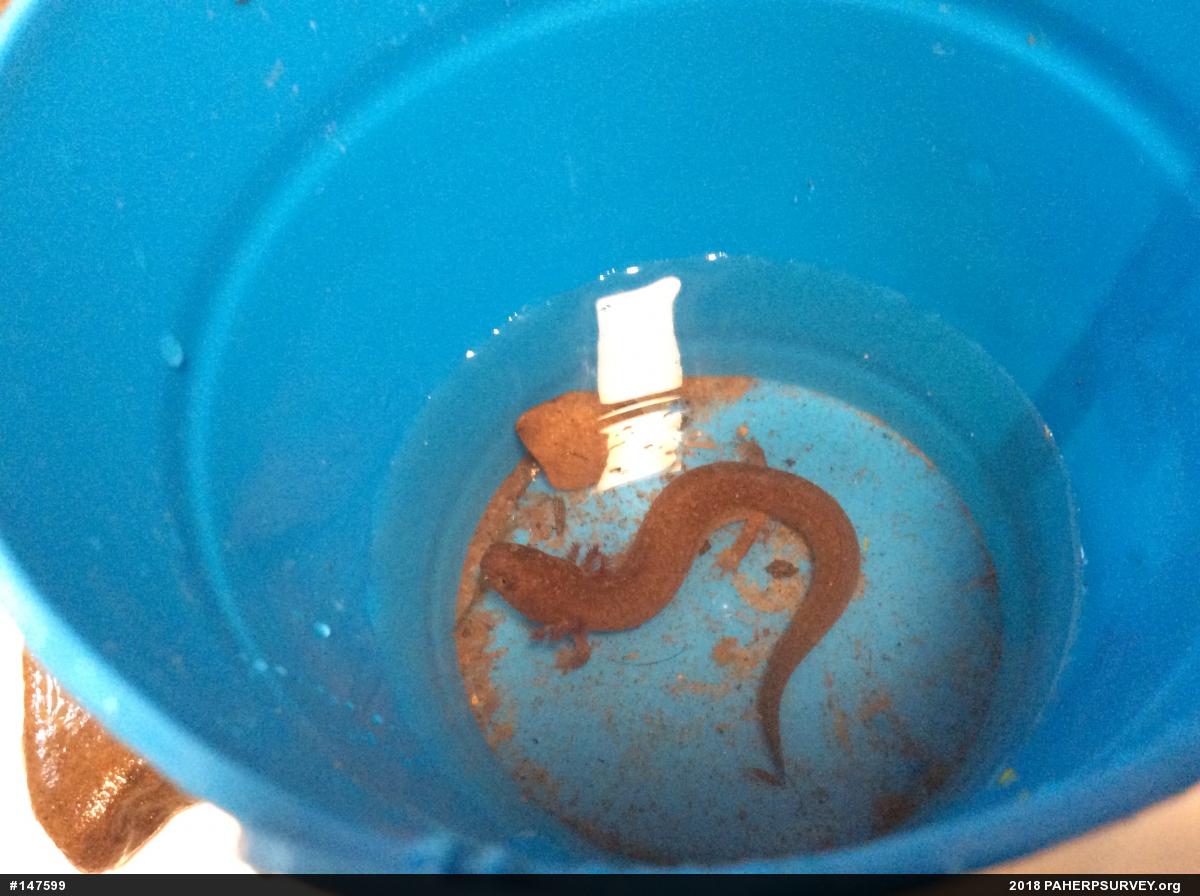 Northern Spring Salamander