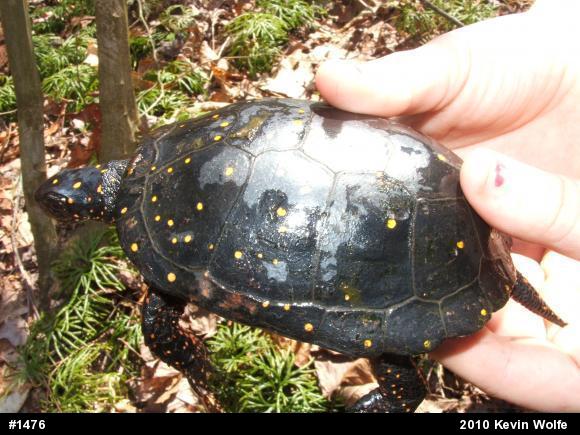 Spotted Turtle