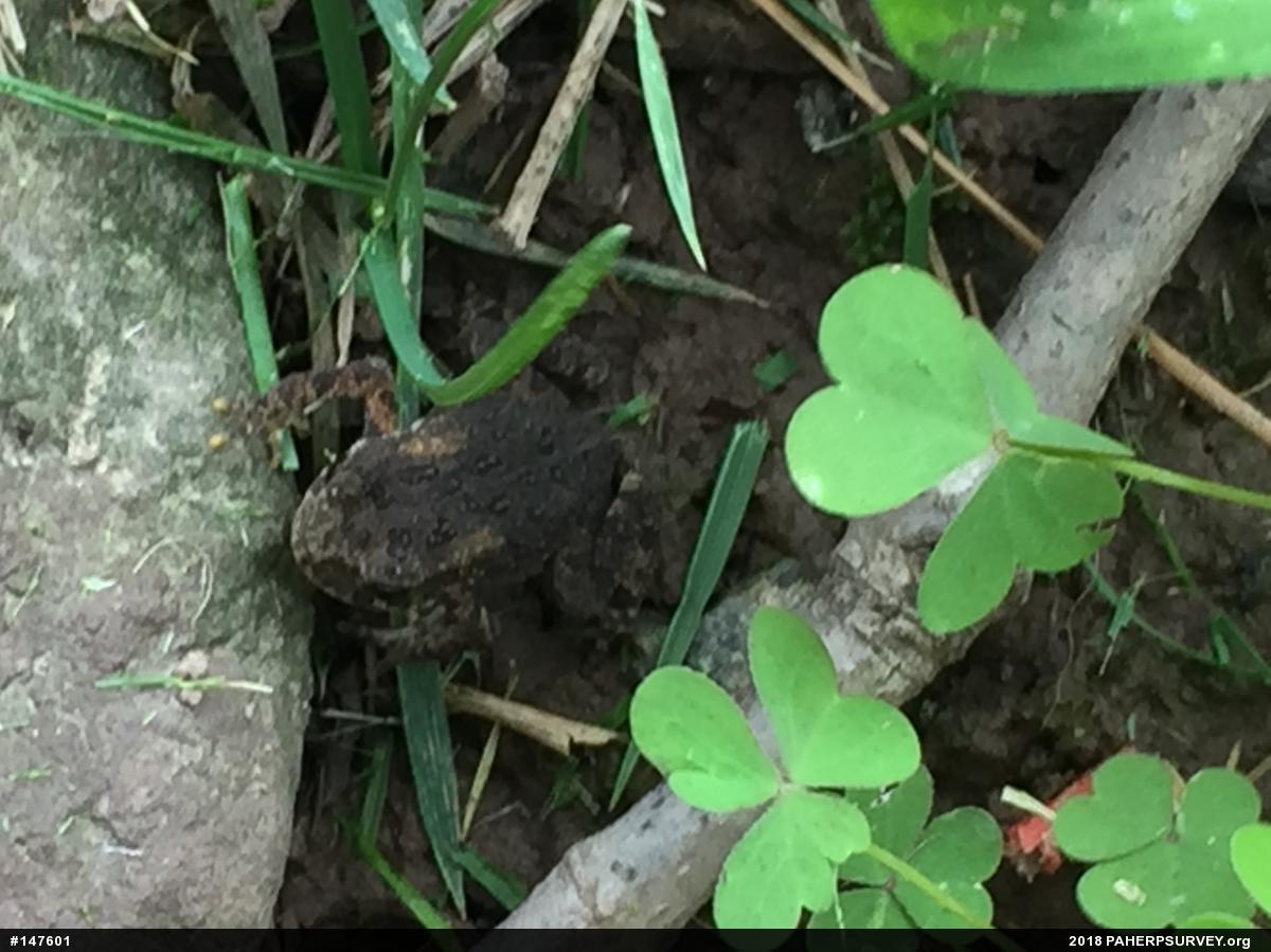 Eastern American Toad