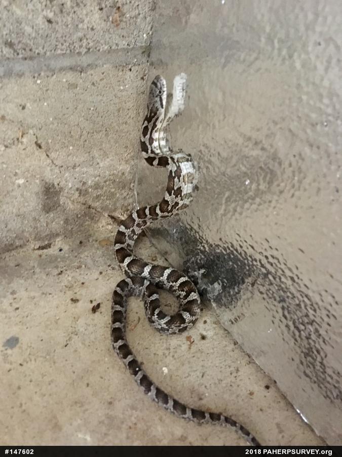 Eastern Ratsnake