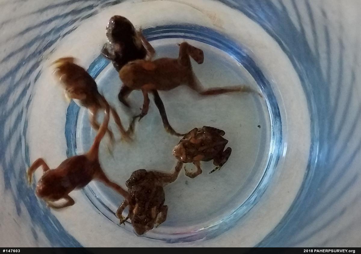 Eastern American Toad