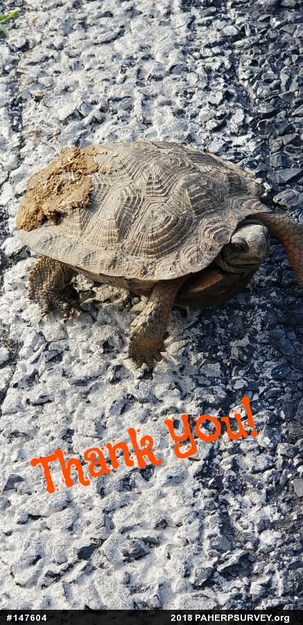 Wood Turtle