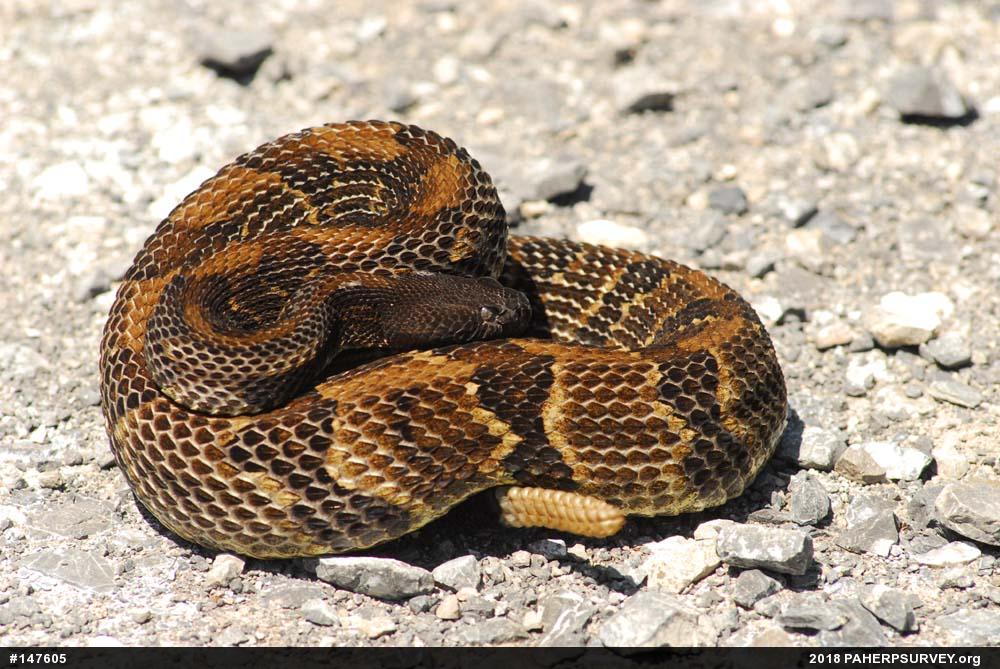 Timber Rattlesnake