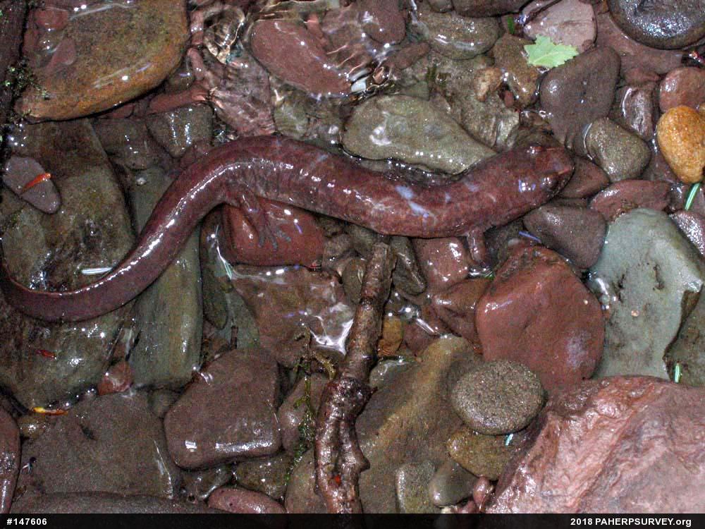 Northern Spring Salamander