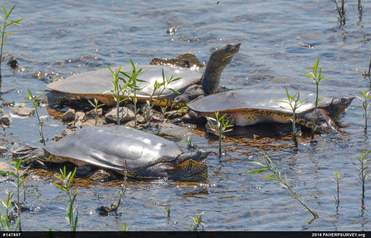 Eastern Spiny Softshell