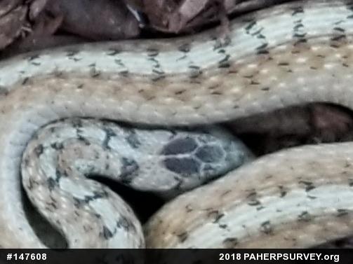 Dekay's Brownsnake
