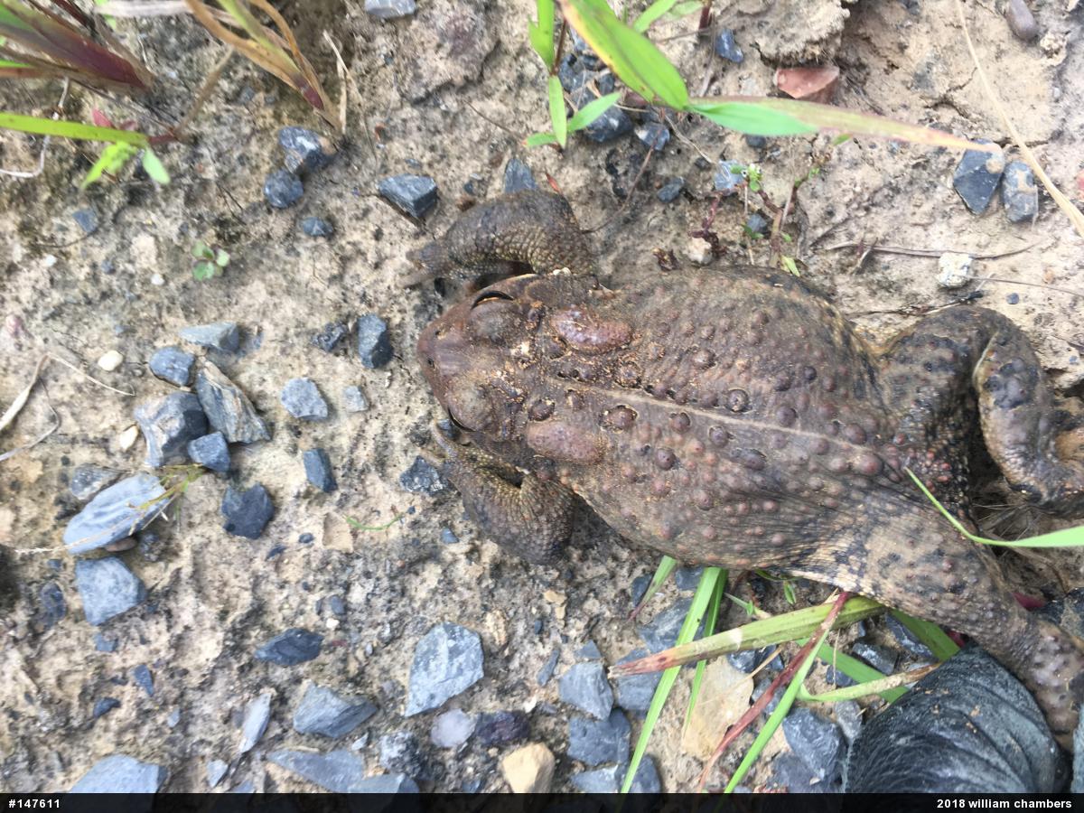 Eastern American Toad