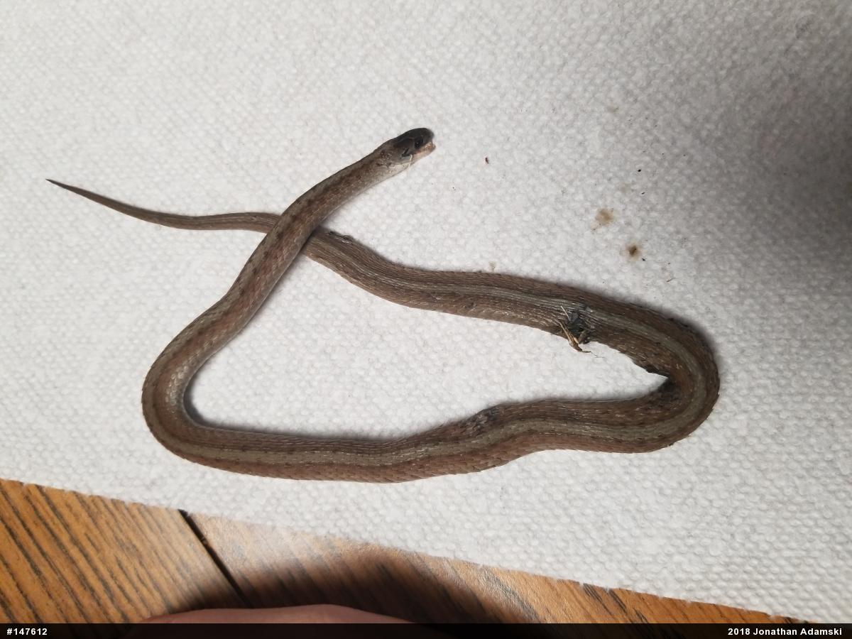 Dekay's Brownsnake
