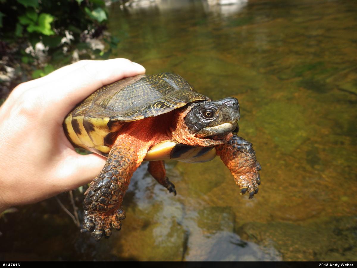 Wood Turtle