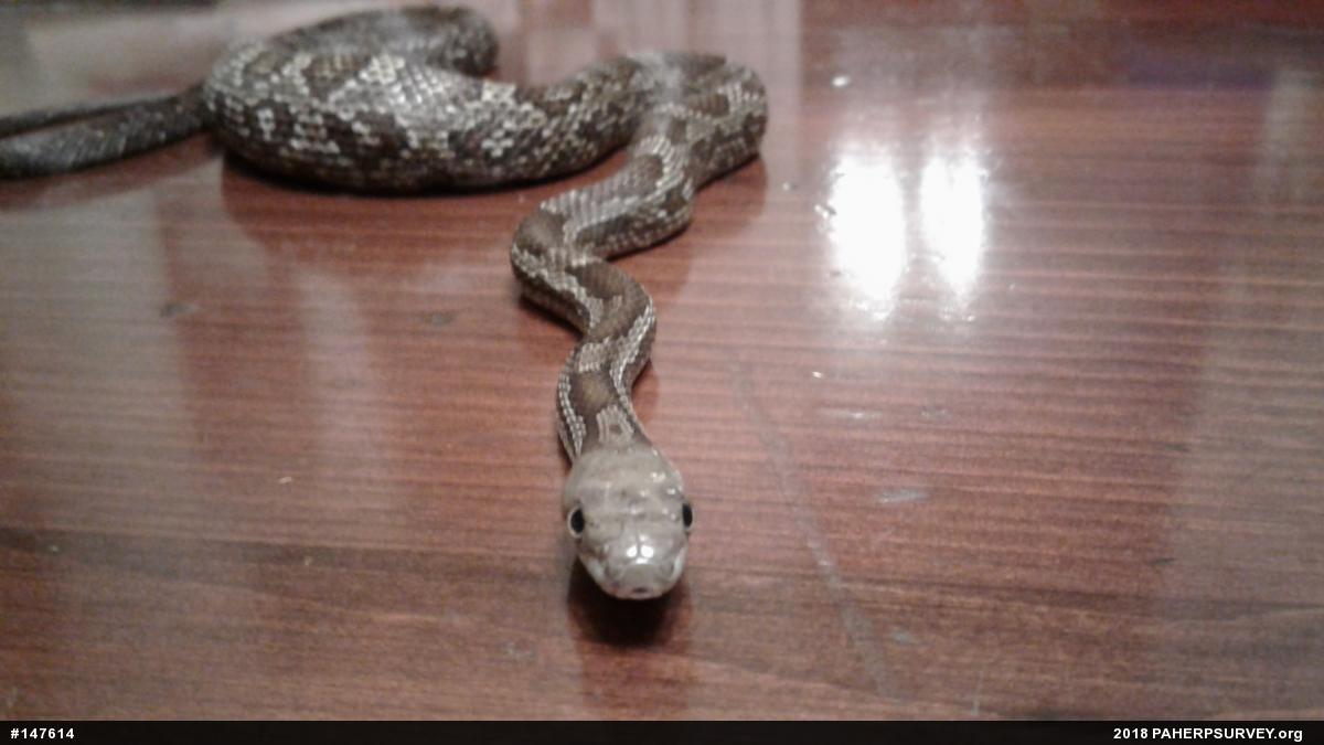 Eastern Ratsnake