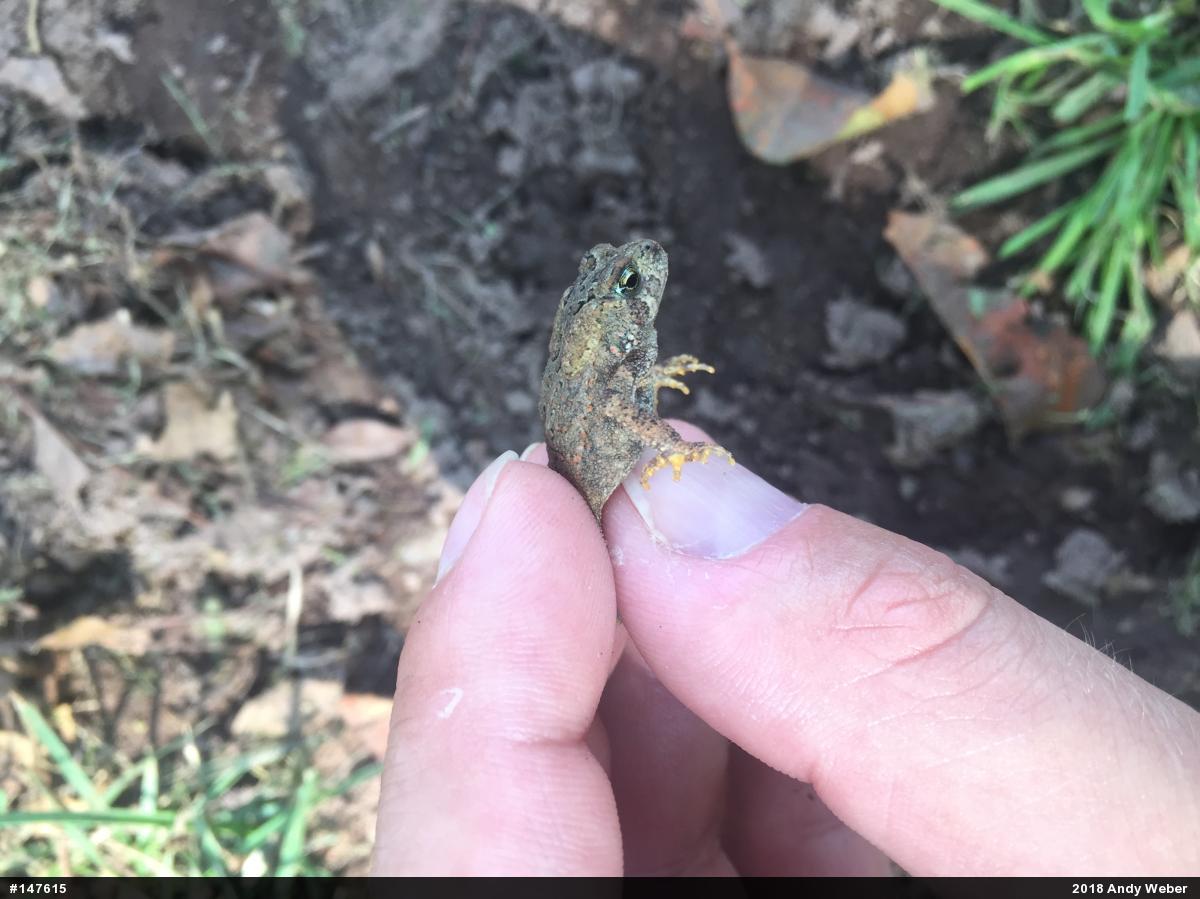 Eastern American Toad