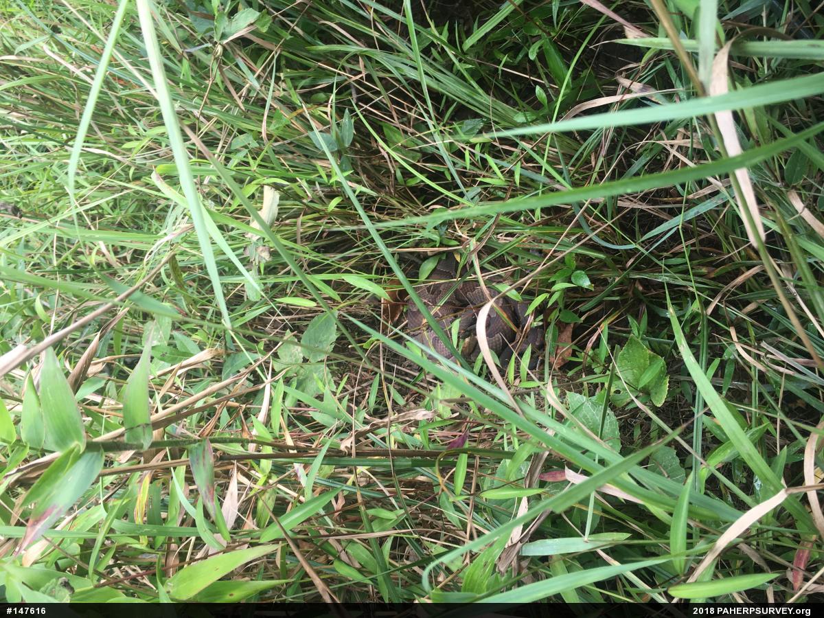 Northern Copperhead