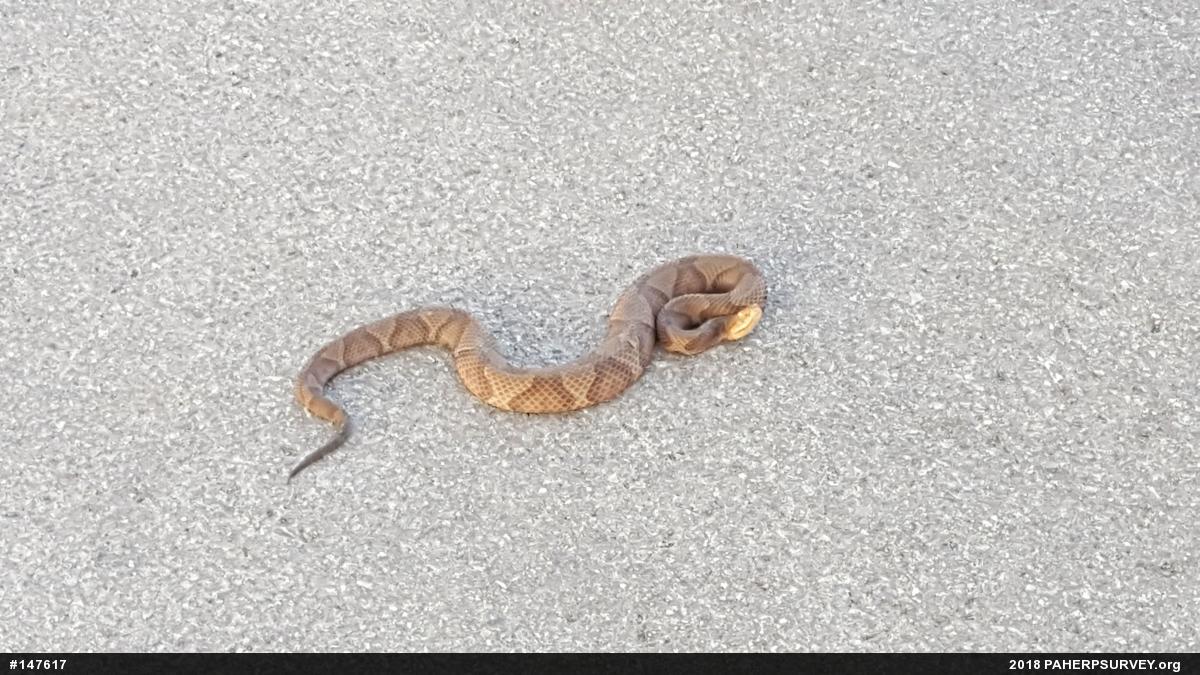 Northern Copperhead