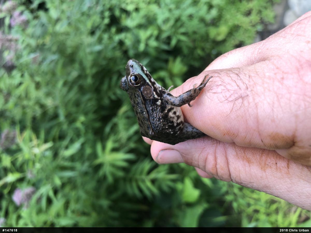 Green Frog