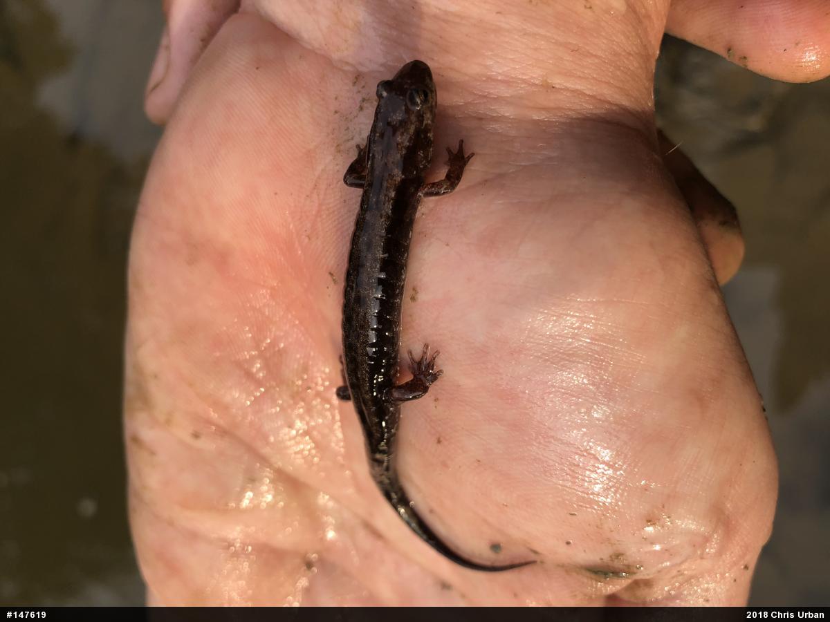 Allegheny Mountain Dusky Salamander
