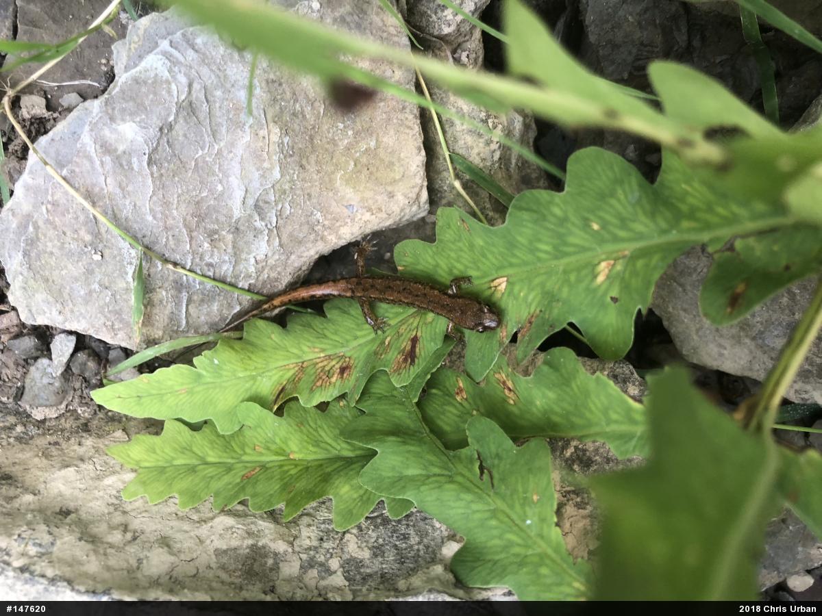 Northern Dusky Salamander