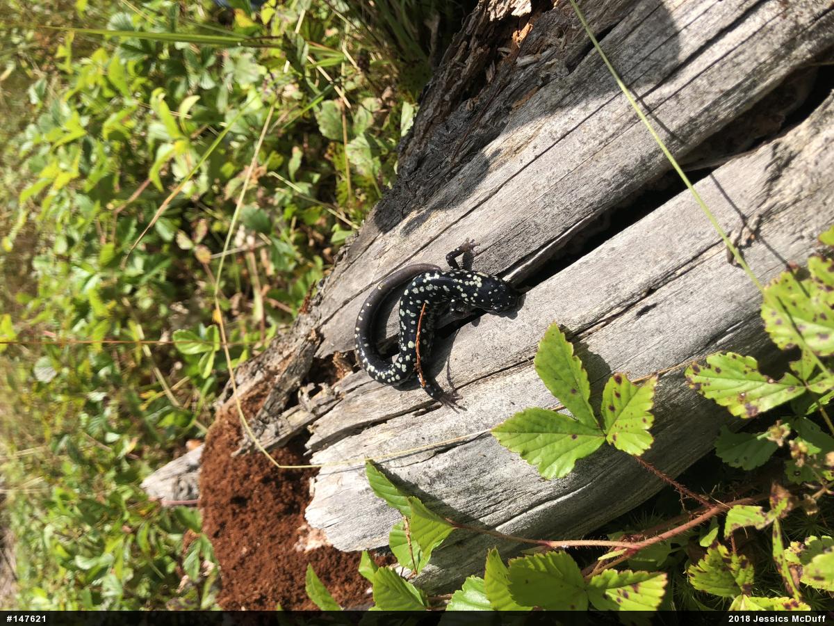 Northern Slimy Salamander