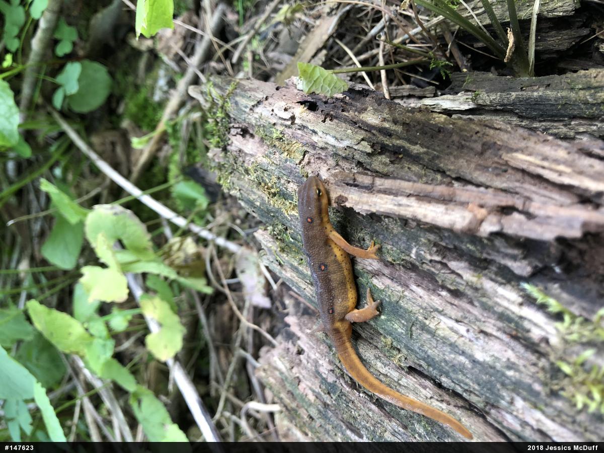 Red-spotted Newt