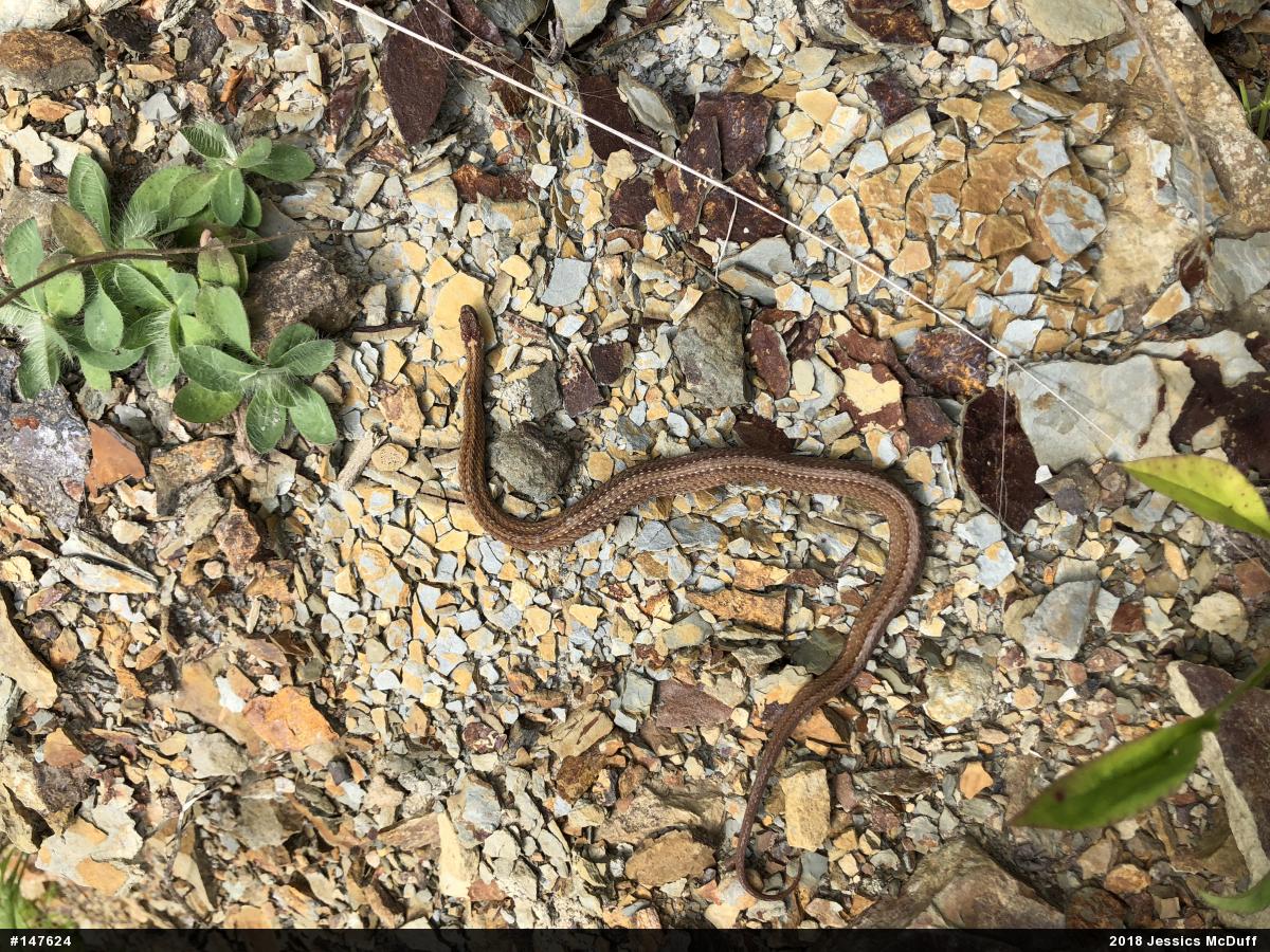Red-bellied Snake