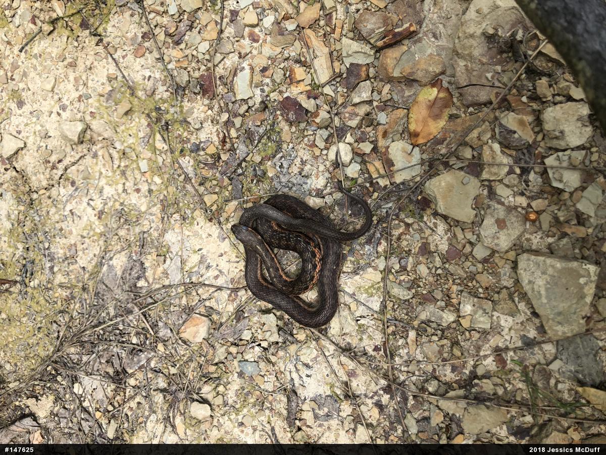 Eastern Gartersnake