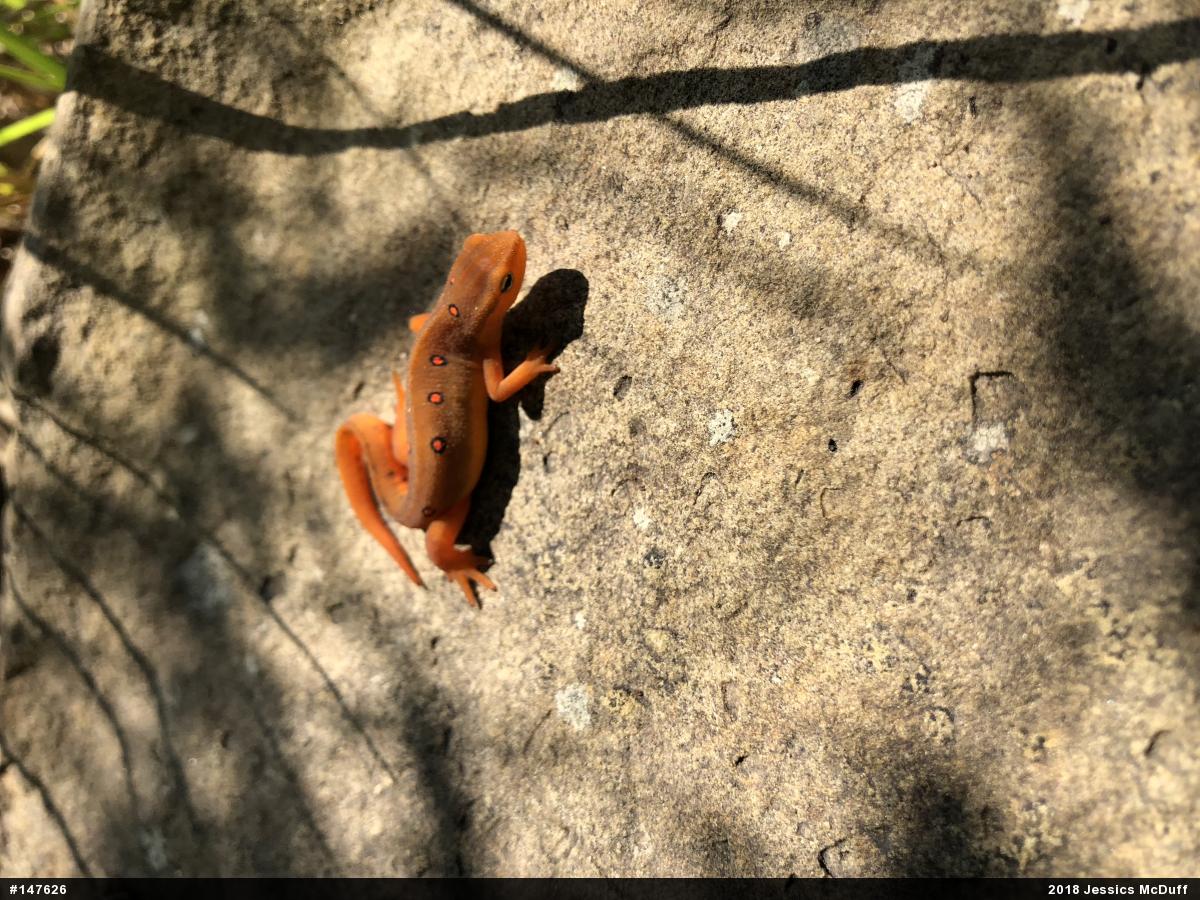 Red-spotted Newt