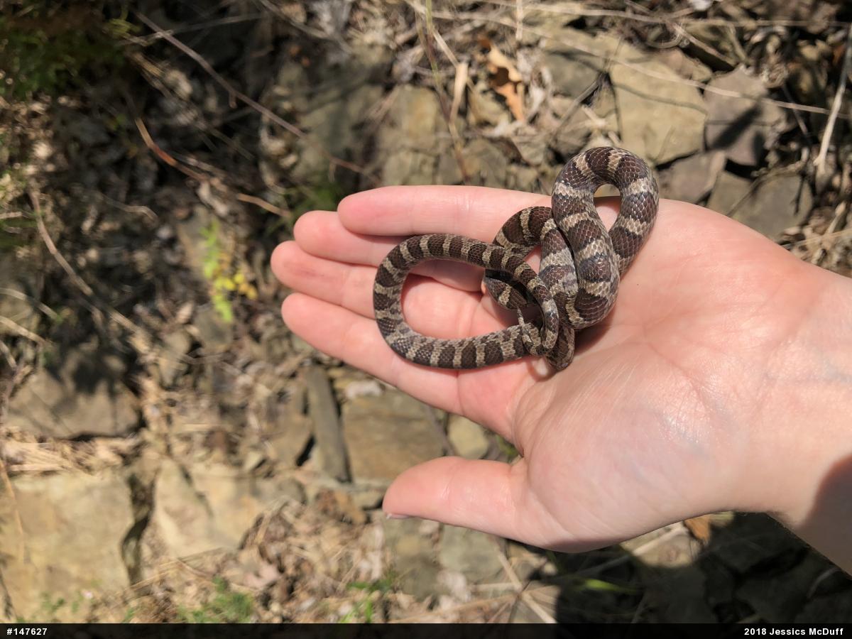 Eastern Milksnake