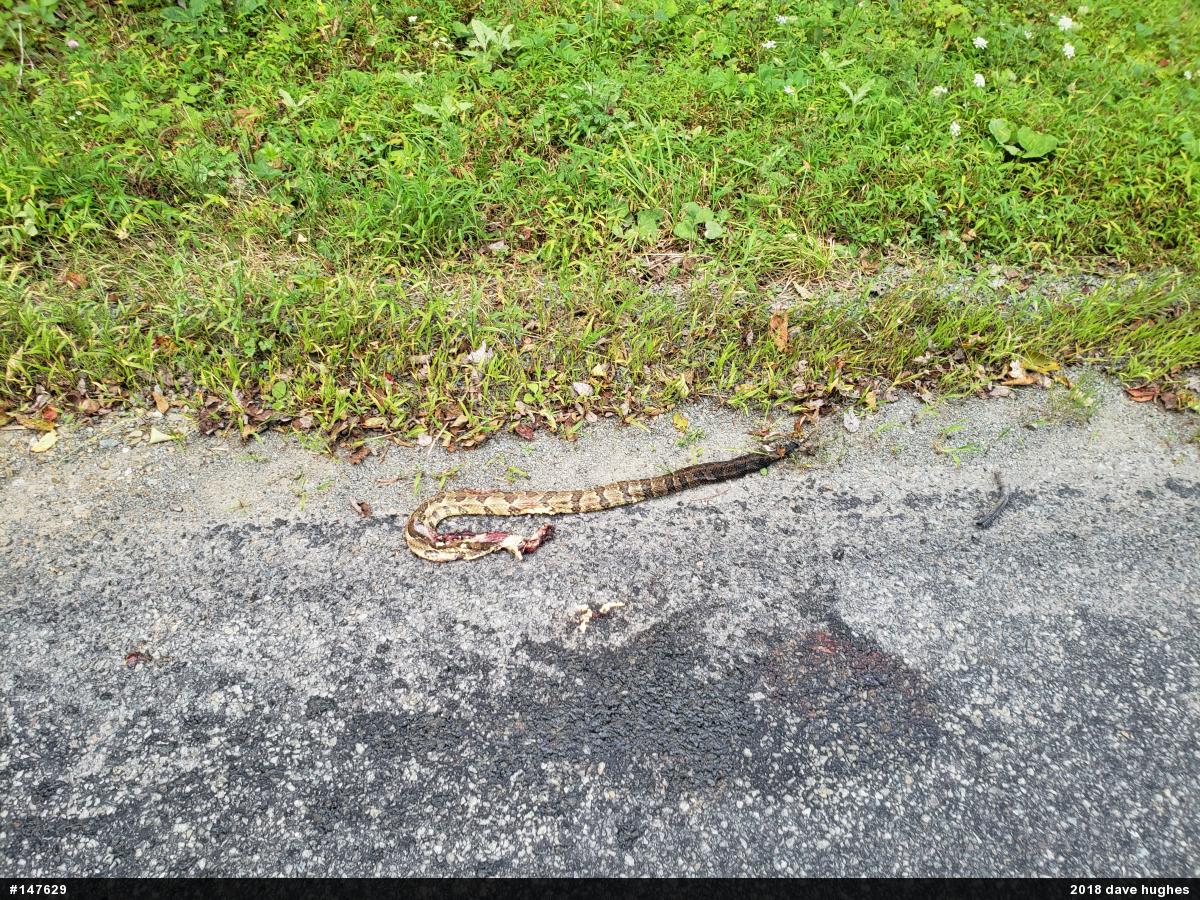 Timber Rattlesnake