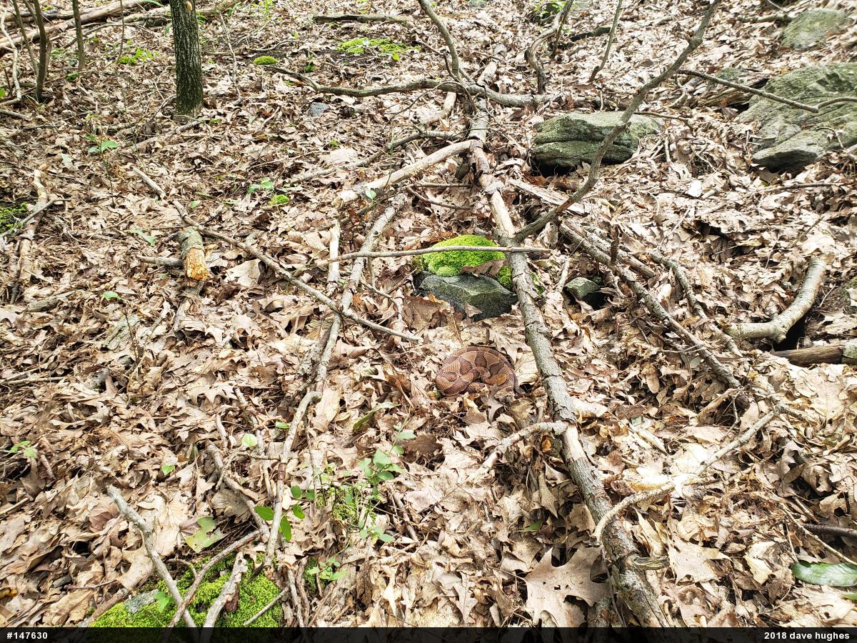 Northern Copperhead