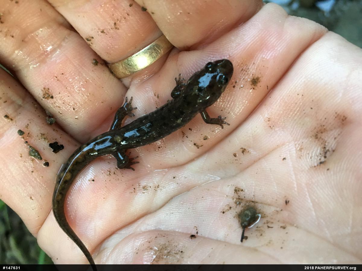 Seal Salamander