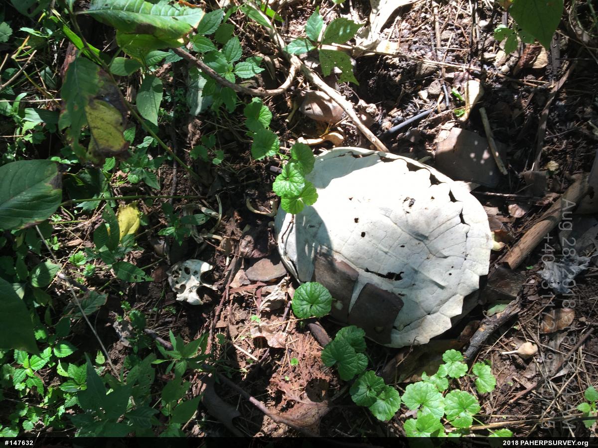 Snapping Turtle