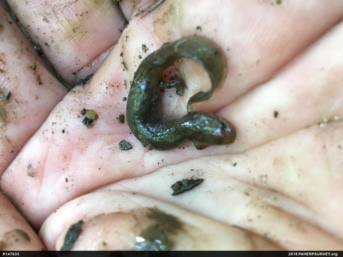 Northern Spring Salamander