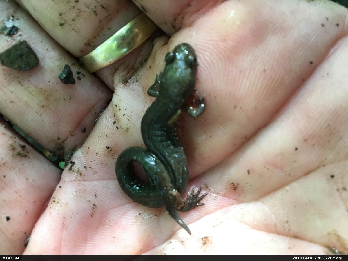 Northern Dusky Salamander