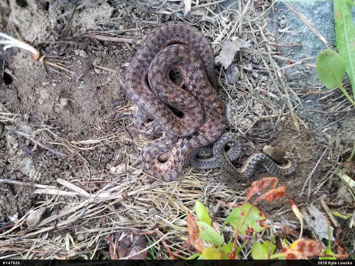 Eastern Gartersnake