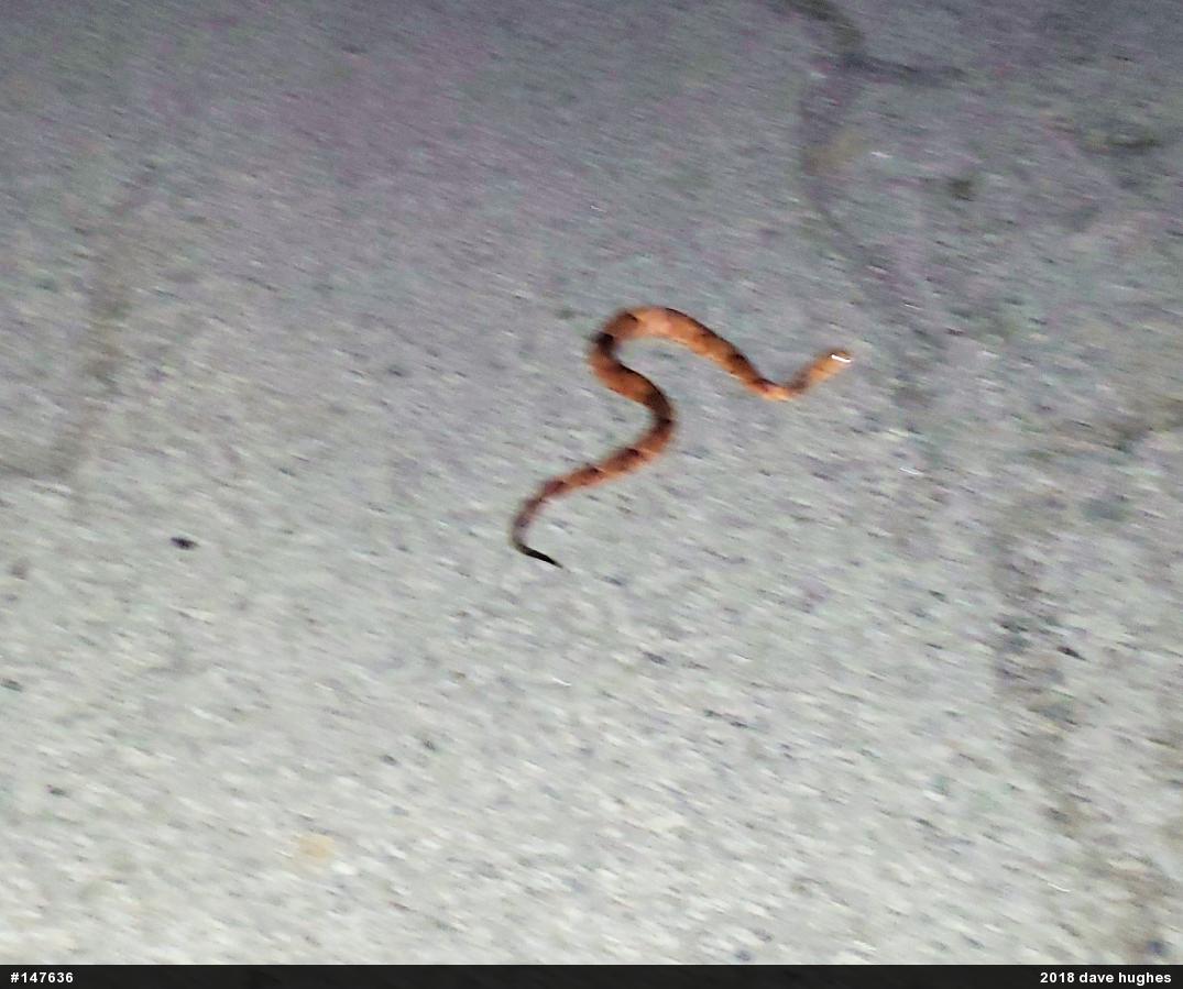 Northern Copperhead