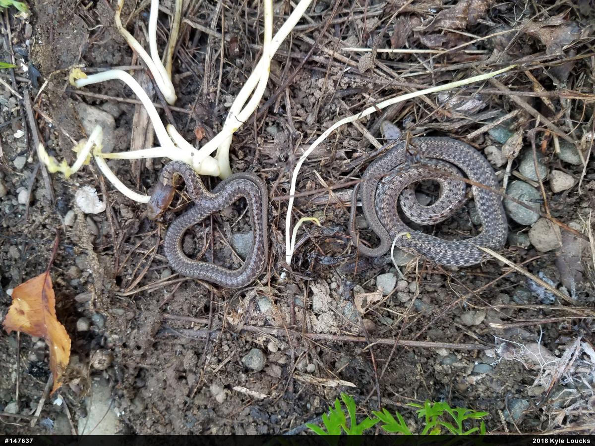 Eastern Gartersnake